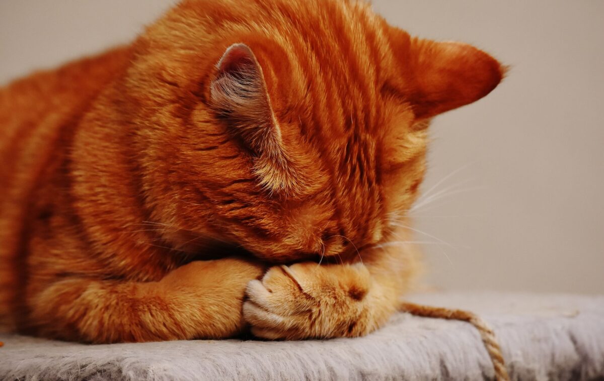 chien chat fin sert rubis conclusion