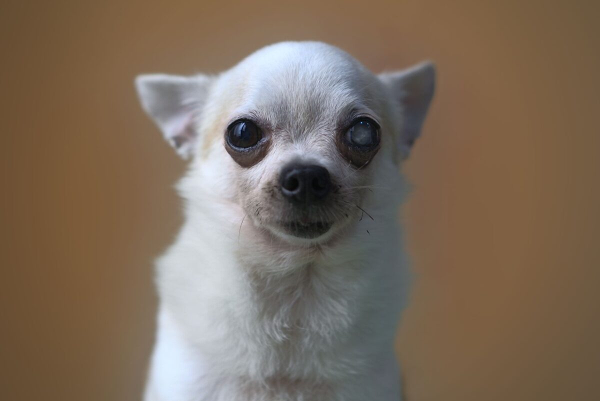 chien chat fin chichi meurt il